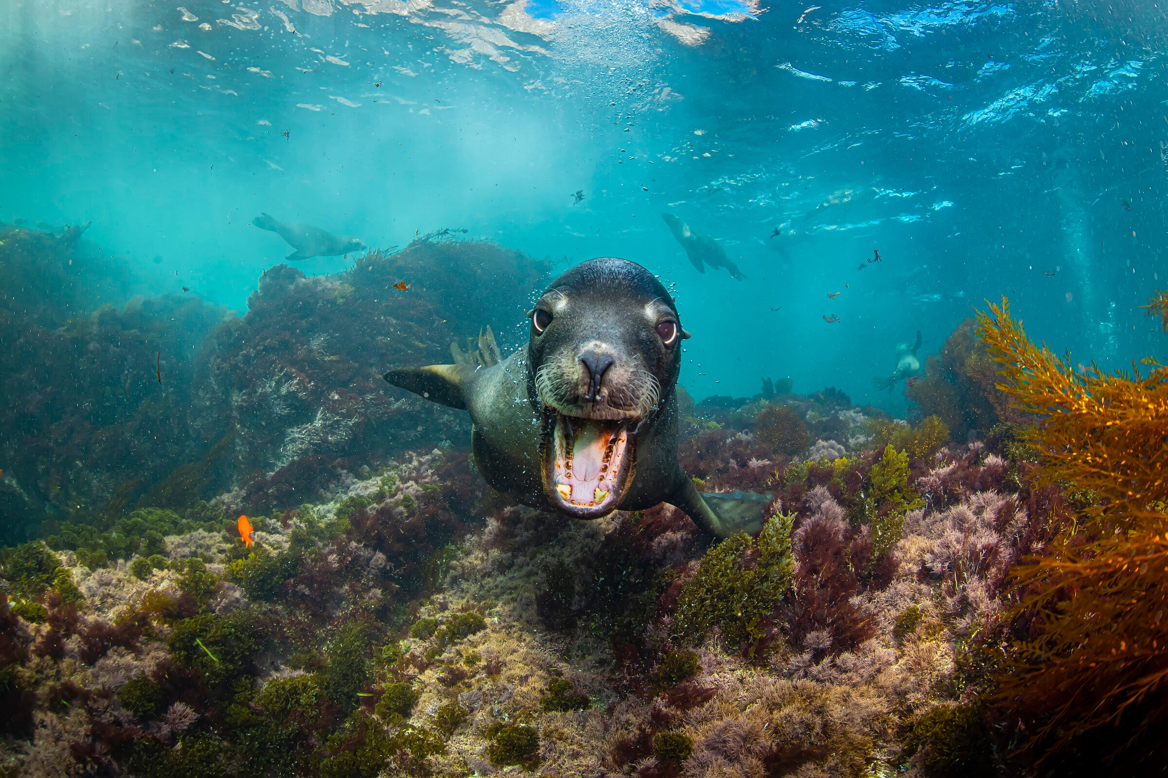 A sea lion in the kelp off Southern California